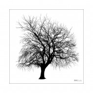 Poster Willow